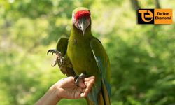 Antalya’daki otellerde papağanla fotoğraf çekimi yasaklandı