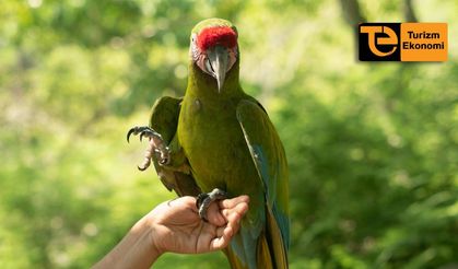 Antalya’da otellere ‘papağanla fotoğraf çekimi’ yasağı