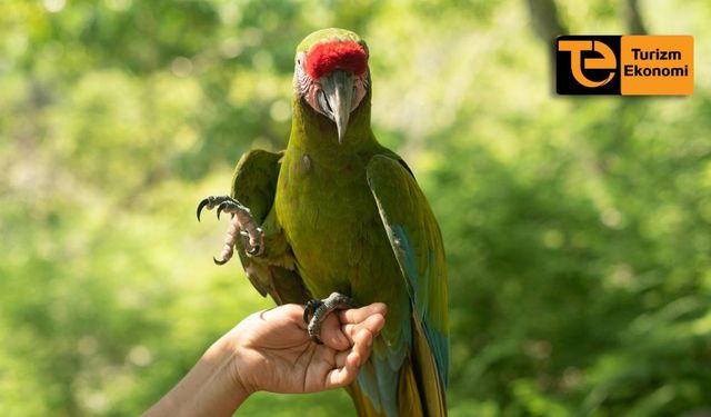 Antalya’daki otellerde papağanla fotoğraf çekimi yasaklandı