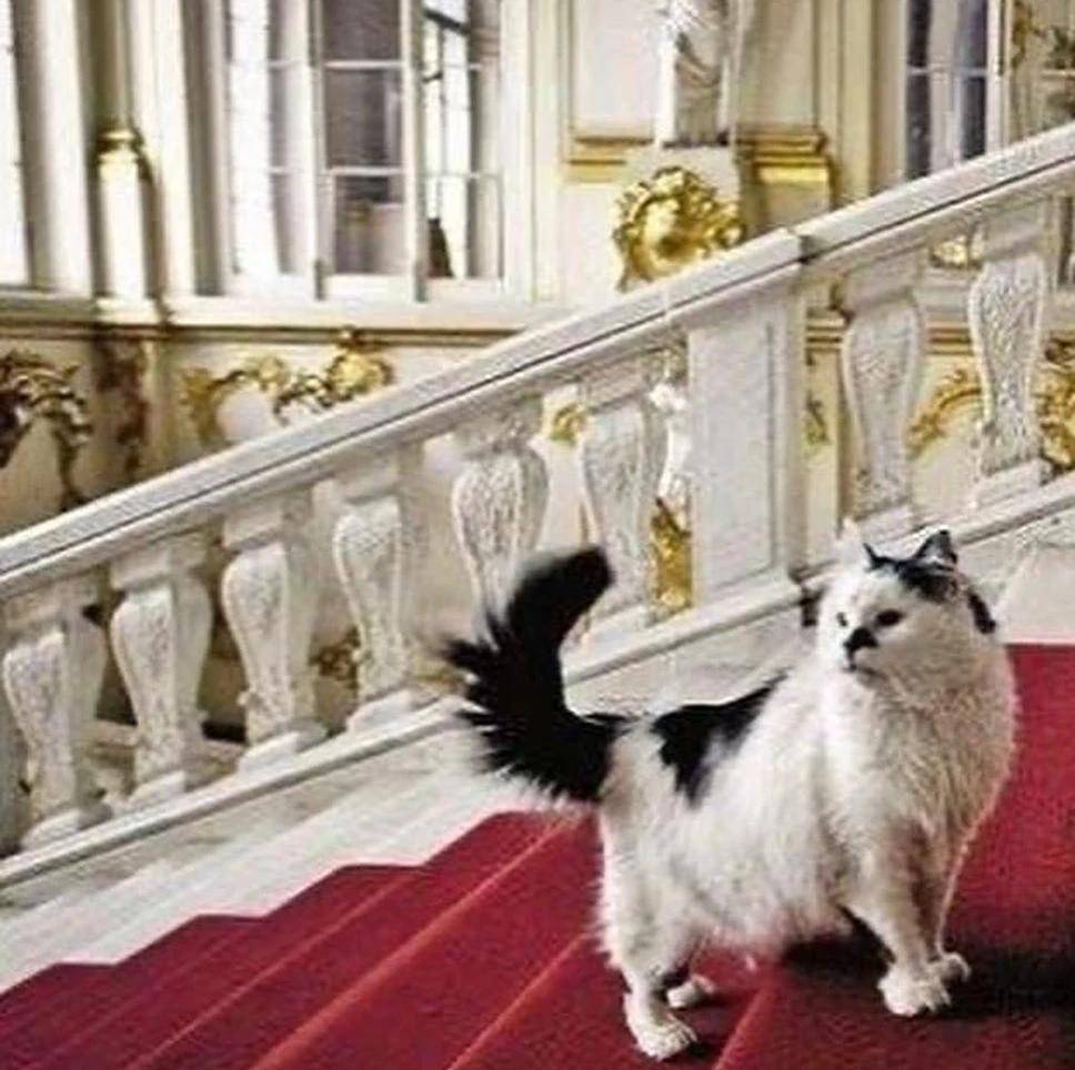 Ermitaj’ın kadrolu kedileri  